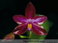 Phal_Crimson_Cherub_Chiayi_2011.JPG