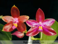 Phal_Malibu_Imp_L_vs_Crimson_Cherub.jpg