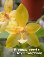 SN7016 P. cornu-cervi x  P. Tsay's Evergreen (for reference 1).jpg