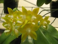 Phal Nobbys Green Eagle Yaphon.JPG