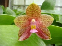 P.Ld's Bear Queen x P.gigantea.jpg