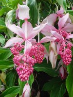 medinilla.jpg