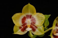 P.Yaphon Gelacea 'Bulls-Eye' -4.jpg