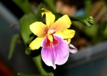 Miltonia.jpg