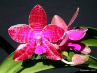 Phal_lueddemanniana_06.1.3-3.jpg