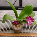 Phal_lueddemanniana_06.1.3-3_plant.jpg