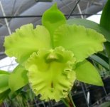 Potinara (Rlc.) Kat Green Power.jpg