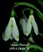 PP-S-14-8979-Alpha-Pierrot.jpg