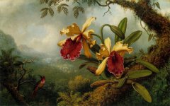 Orchids_and_Hummingbird_(c__1875-1883).jpg