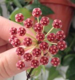 Hoya gracilis 11.11.2014.jpg