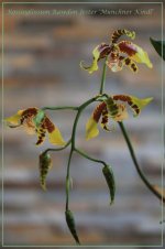 Rossioglossum Rawdon Jester 'Munchner Kindl'.jpg