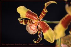 Rossioglossum Rawdon Jester 'Munchner Kindl'1.jpg