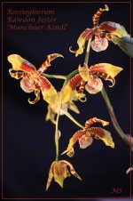 Rossioglossum Rawdon Jester 'Munchner Kindl'2.jpg