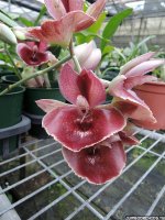 Catasetum Orchidglade 'Jack of Diamond' 1.jpg