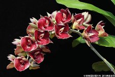 Catasetum Orchidglade 'Jack of Diamond'.jpg
