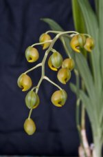 Catasetum ochraceum2.jpg