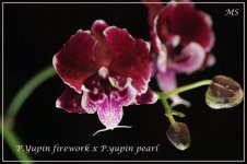 P.Yupin firework x P.yupin pearl-1.jpg