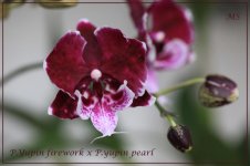 P.Yupin firework x P.yupin pearl.jpg