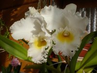 Cattleya Gertrude Hausermann 2.jpg