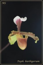 Paph. barbigerum.jpg