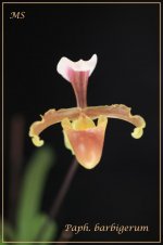 Paph. barbigerum1.jpg