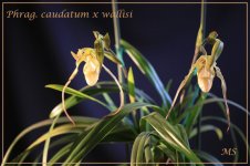 Phrag. caudatum x wallisi-1.jpg