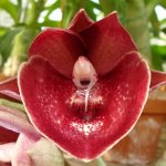 Catasetum Orchidglade 'Jack of Diamonds' AM:AOS  (pileatum x expansum).jpg