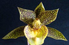 Catasellia Jumbo Godspeed (Catasetum Jumbo Tycoon x Ansellia gigantea).jpg