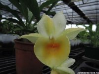 Catasetum Bound for Glory 'Jumbo'-1.jpg