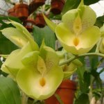 Catasetum Bound for Glory (pileatum x Orchidglade)  photo courtesy of Sunset Valley Orchids.jpg