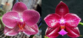 Phal.Mituo-Sun-x-Phal.Palace-Reef-'TH'---me.jpg