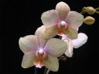 Phal. Arizona Amber 'Jenny Goo' 2.jpg