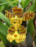 Орхидея Psychopsiella limminghei фот.jpg