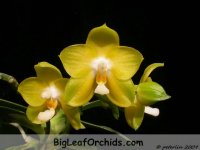 Phal_JSC_JP_20091218c.JPG