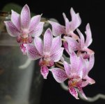 Phalaenopsis Alyos (schilleriana x minus).JPG