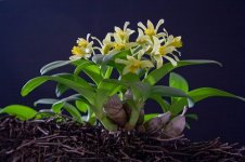 Dendrobium delacourii.jpg