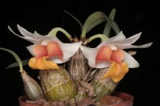 Dendrobium bellatulum.jpg