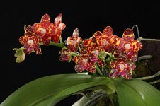 Phalaenopsis Jong's Gigan Cherry 'Prince'.jpg