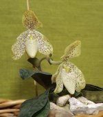 Paph concolor Jan 2015.jpg