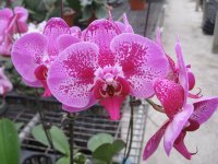 Dtps. Lianher Beauty x Dtps. I-Hsin Cinderella2.jpg