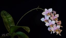 Phalaenopsis_Philadelphia_04-01-15.jpg