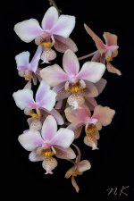 Phalaenopsis-Philadelphia_.jpg