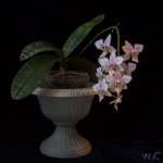 Phalaenopsis-Philadelphia_04-01-15__.jpg