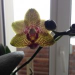 Phal.Nobbys pumpkin - SA4.jpg