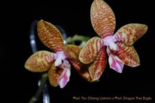 Phal. Tzu Chiang Liamvio x Phal. Dragon Tree Eagle_2014.jpg