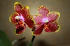 Phal Tainan (Ambonosa x Tzu Chiang Chrisna).jpg