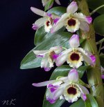 Dendrobium nobile hybrid.jpg