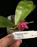 AM116.Phalaenopsis-LD's-Bear-King-X-violacea-(indigo)-1-1.jpg