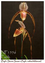 rothschildianum 'In-Charm' Г— paph. Stoned Susan.jpg