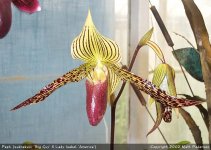 Paph_sukhakulii_BigGuy_X_LadyIsabel_America_Free_1.jpg